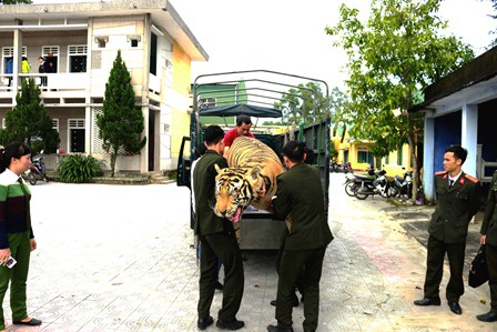 Thừa Thiên Huế: Chuyển giao bộ da hổ cho Bảo tàng thiên nhiên duyên hải miền Trung