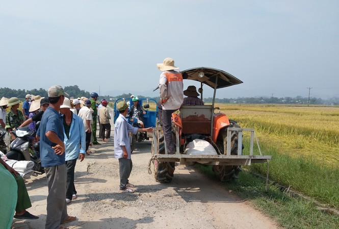 Kỳ lạ chuyện ở Huế, lúa chín rục không được thu hoạch do độc quyền máy gặt?