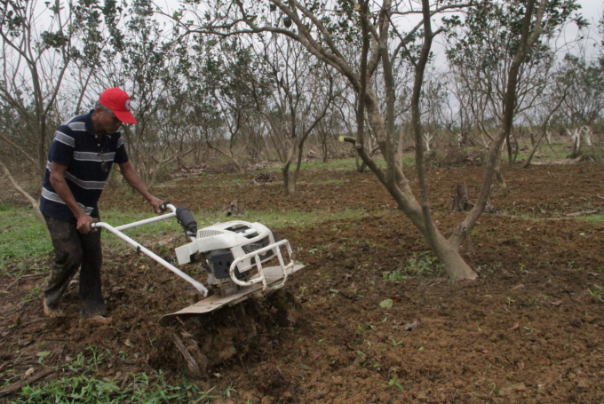Thừa Thiên- Huế: Nỗ lực cứu vườn cây đặc sản
