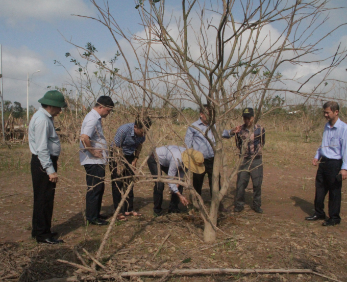 Thừa Thiên- Huế: Nỗ lực cứu vườn cây đặc sản
