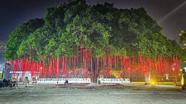 Bạn đã biết gì về cây sanh cổ thụ ở quảng trường Quốc học Huế? 13
