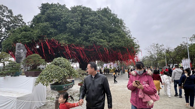 Bạn đã biết gì về cây sanh cổ thụ ở quảng trường Quốc học Huế? 19