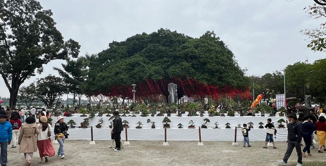 Bạn đã biết gì về cây sanh cổ thụ ở quảng trường Quốc học Huế? 15